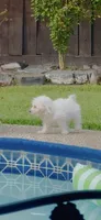 Lukas , a male Maltipoo for sale in Tomball, TX – 4 of 4