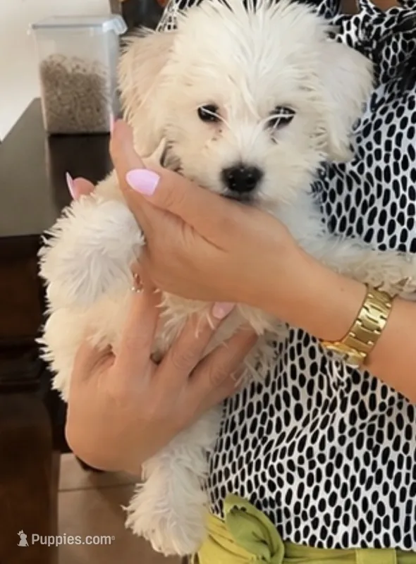 Lukas  – Maltipoo puppy for sale in Tomball, TX