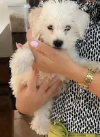 Lukas , a male Maltipoo for sale in Tomball, TX – 1 of 4