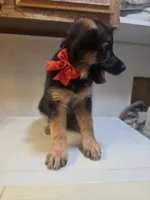 Puppy 567, a male German Shepherd Dog for sale in Hemet, CA – 5 of 6