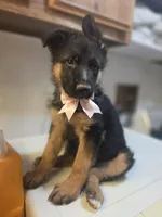 Puppy 123, a female German Shepherd Dog for sale in Hemet, CA – 6 of 9