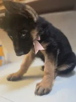 Puppy 123, a female German Shepherd Dog for sale in Hemet, CA – 3 of 9