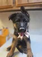 Puppy 303, a female German Shepherd Dog for sale in Hemet, CA – 8 of 8