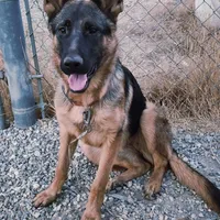 Chiqui 2, a female German Shepherd Dog for sale in Hemet, CA – Photo 5 of 5