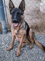 Chiqui 2, a female German Shepherd Dog for sale in Hemet, CA – Photo 5 of 5