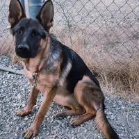 Chiqui 2, a female German Shepherd Dog for sale in Hemet, CA – Photo 3 of 5