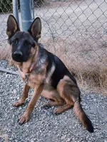 Chiqui 2, a female German Shepherd Dog for sale in Hemet, CA – Photo 3 of 5