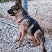 Chiqui 2, a female German Shepherd Dog for sale in Hemet, CA – Photo 1 of 5