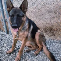 Chiqui 2, a female German Shepherd Dog for sale in Hemet, CA – Photo 4 of 5