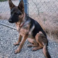 Chiqui 2, a female German Shepherd Dog for sale in Hemet, CA – Photo 2 of 5