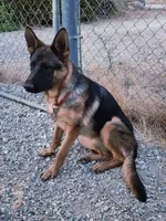 Chiqui 2, a female German Shepherd Dog for sale in Hemet, CA – Photo 2 of 5