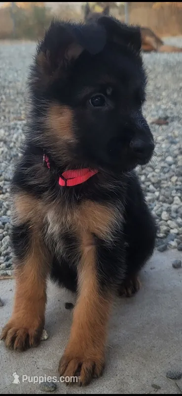 Puppy 200, a male German Shepherd Dog for sale in Hemet, CA – 1 of 8