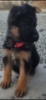 Puppy 200, a male German Shepherd Dog for sale in Hemet, CA – 1 of 8