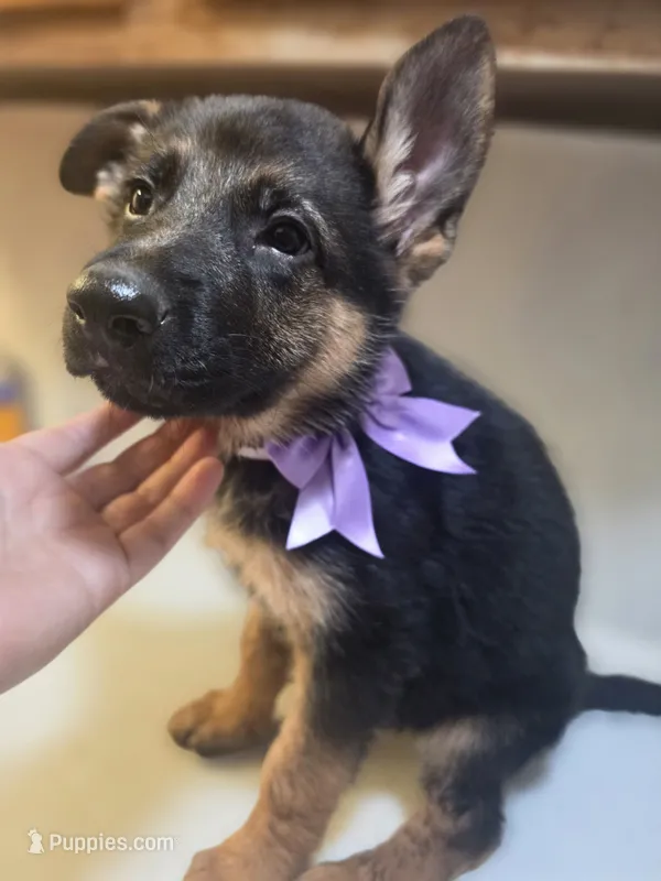 Puppy 345 – German Shepherd Dog puppy for sale in Hemet, CA