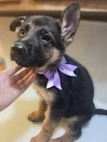 Puppy 345, a female German Shepherd Dog for sale in Hemet, CA – 1 of 8