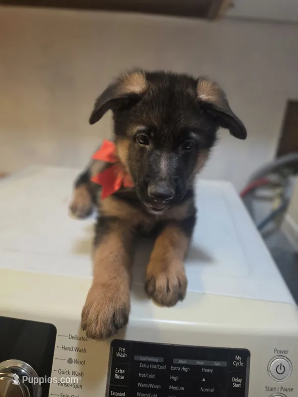 German puppy 2 – German Shepherd Dog puppy for sale in Hemet, CA