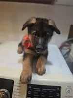 German puppy 2, a male German Shepherd Dog for sale in Hemet, CA – 1 of 3