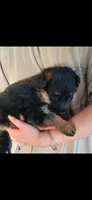 Puppy 200, a male German Shepherd Dog for sale in Hemet, CA – 3 of 8