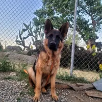 Chiquita 4, a female German Shepherd Dog for sale in Hemet, CA – Photo 3 of 9
