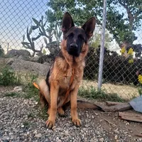 Chiquita 4, a female German Shepherd Dog for sale in Hemet, CA – Photo 4 of 9