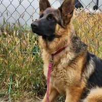 Chiquita 4, a female German Shepherd Dog for sale in Hemet, CA – Photo 2 of 9