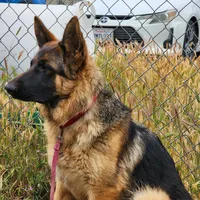 Chiquita 4, a female German Shepherd Dog for sale in Hemet, CA – Photo 8 of 9