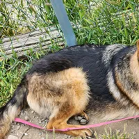 Chiquita 4, a female German Shepherd Dog for sale in Hemet, CA – Photo 9 of 9