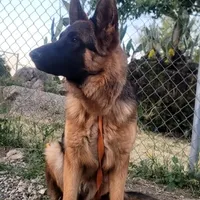 Chiquita 4, a female German Shepherd Dog for sale in Hemet, CA – Photo 6 of 9