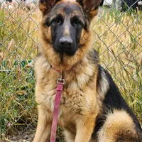 Chiquita 4, a female German Shepherd Dog for sale in Hemet, CA – Photo 1 of 9