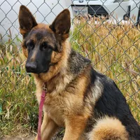 Chiquita 4, a female German Shepherd Dog for sale in Hemet, CA – Photo 7 of 9