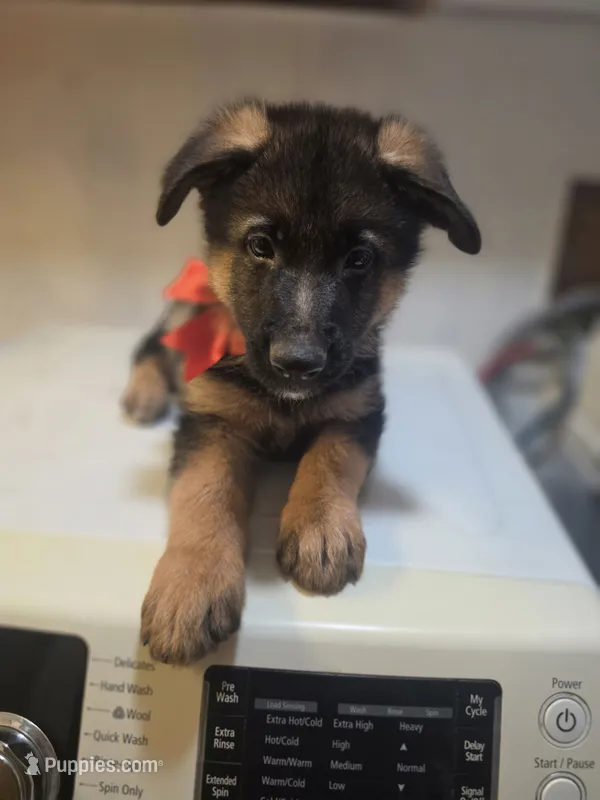 Puppy 567 – German Shepherd Dog puppy for sale in Hemet, CA