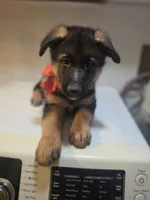 Puppy 567, a male German Shepherd Dog for sale in Hemet, CA – 1 of 6