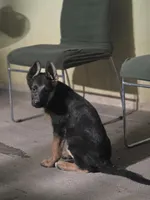 Puppy 404, a male German Shepherd Dog for sale in Hemet, CA – 2 of 4