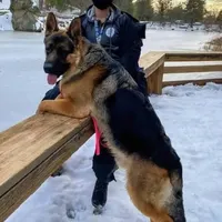 Chiquita 6, a female German Shepherd Dog for sale in Hemet, CA – Photo 7 of 10