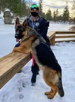 Chiquita 6, a female German Shepherd Dog for sale in Hemet, CA – Photo 7 of 10