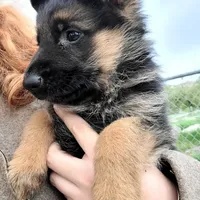 Chiquita 6, a female German Shepherd Dog for sale in Hemet, CA – Photo 2 of 10