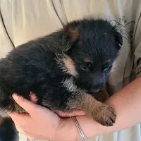 Chiquita 6, a female German Shepherd Dog for sale in Hemet, CA – Photo 5 of 10
