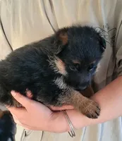 Chiquita 6, a female German Shepherd Dog for sale in Hemet, CA – Photo 5 of 10