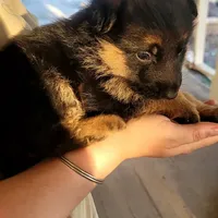 Chiquita 6, a female German Shepherd Dog for sale in Hemet, CA – Photo 4 of 10