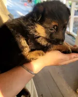 Chiquita 6, a female German Shepherd Dog for sale in Hemet, CA – Photo 4 of 10