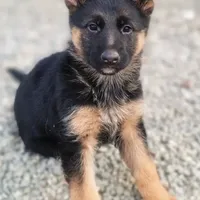 Chiquita 6, a female German Shepherd Dog for sale in Hemet, CA – Photo 6 of 10