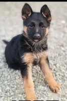 Chiquita 6, a female German Shepherd Dog for sale in Hemet, CA – Photo 6 of 10