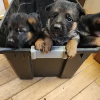 Chiquita 6, a female German Shepherd Dog for sale in Hemet, CA – Photo 9 of 10