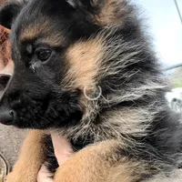 Chiquita 6, a female German Shepherd Dog for sale in Hemet, CA – Photo 3 of 10