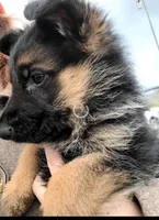 Chiquita 6, a female German Shepherd Dog for sale in Hemet, CA – Photo 3 of 10