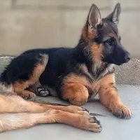 Chiquita 6, a female German Shepherd Dog for sale in Hemet, CA – Photo 1 of 10