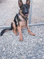 Chiquita 6, a female German Shepherd Dog for sale in Hemet, CA – Photo 10 of 10