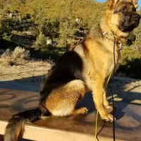 Chiquita 6, a female German Shepherd Dog for sale in Hemet, CA – Photo 8 of 10