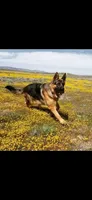 Monzon 500, a male German Shepherd Dog for sale in Hemet, CA – 9 of 9