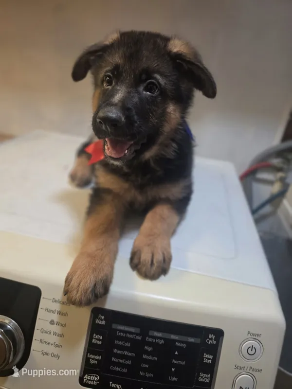 German puppy 2 – German Shepherd Dog puppy for sale in Hemet, CA